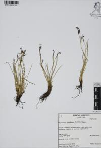 Sisyrinchium scabrum image